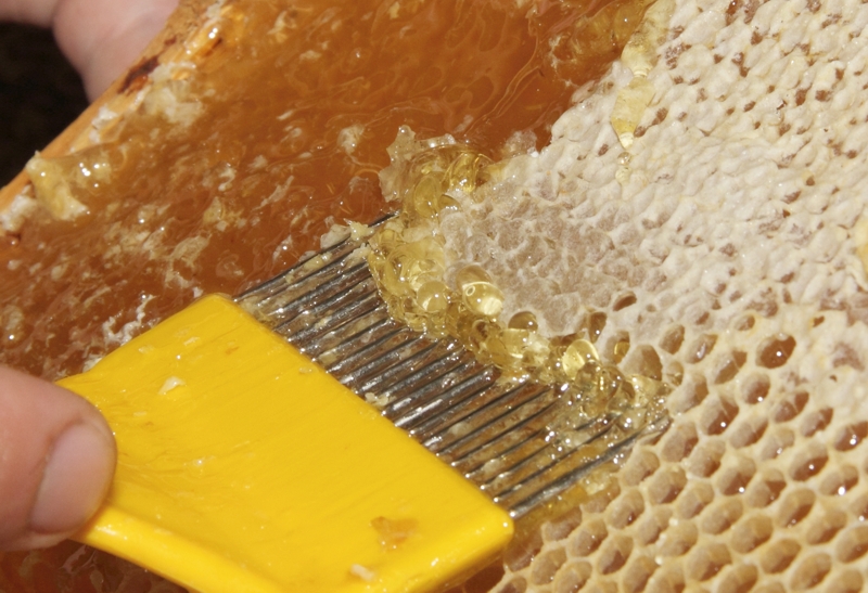 Entdeckeln der Honigzellen
